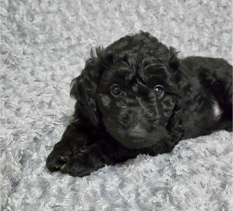Luna – Goldendoodle puppy for sale in Kissimmee, FL