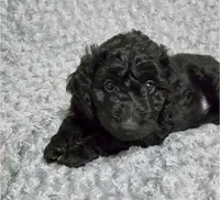 Luna, a female Goldendoodle for sale in Kissimmee, FL – 2 of 4