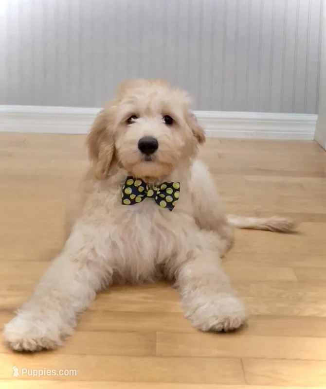 Cooper – Goldendoodle puppy for sale in Kissimmee, FL