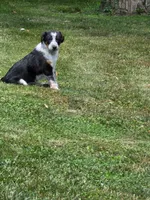 Hoss, a male Shetland Sheepdog and Australian Cattle Dog for sale in Louisville, OH – 3 of 5