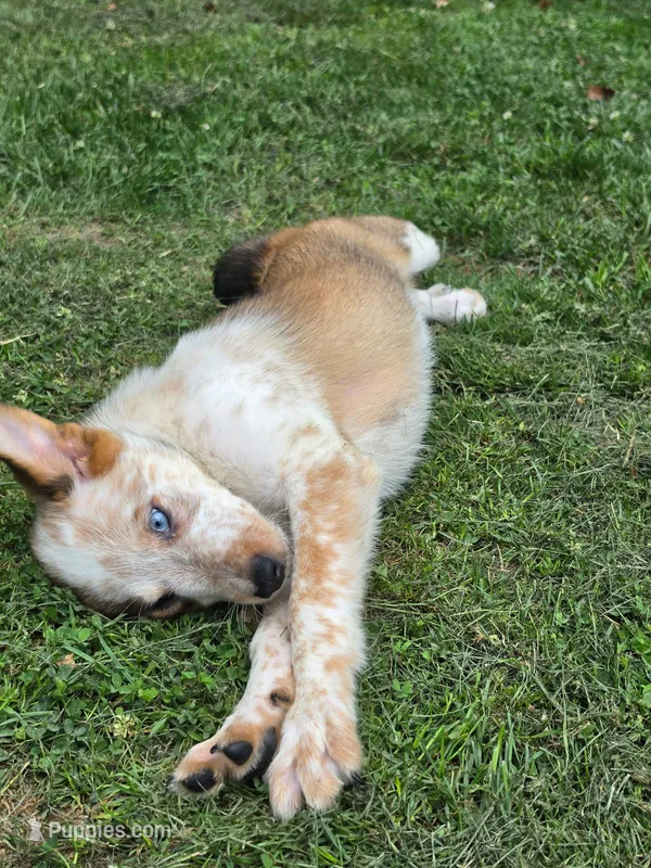 Taco – Shetland Sheepdog, Australian Cattle Dog puppy for sale in Louisville, OH