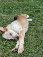 Taco, a male Shetland Sheepdog and Australian Cattle Dog for sale in Louisville, OH – 1 of 2