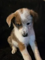 Radar, a male Shetland Sheepdog and Australian Cattle Dog for sale in Louisville, OH – 5 of 5