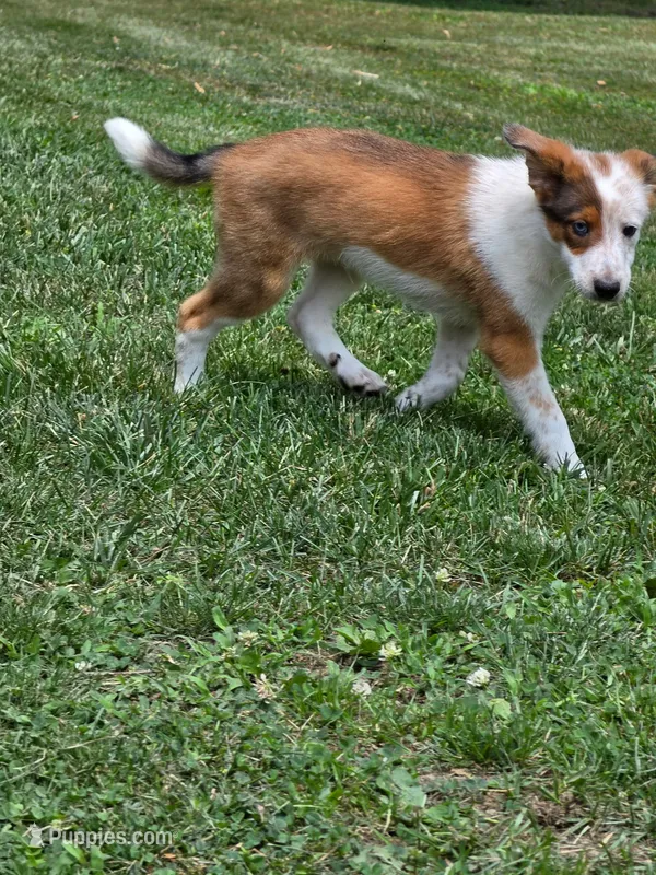 Radar – Shetland Sheepdog, Australian Cattle Dog puppy for sale in Louisville, OH