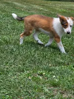 Radar, a male Shetland Sheepdog and Australian Cattle Dog for sale in Louisville, OH – 1 of 5