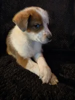 Radar, a male Shetland Sheepdog and Australian Cattle Dog for sale in Louisville, OH – 4 of 5