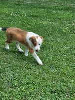 Radar, a male Shetland Sheepdog and Australian Cattle Dog for sale in Louisville, OH – 2 of 5