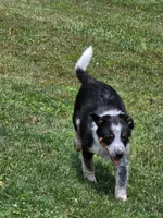 Hoss, a male Shetland Sheepdog and Australian Cattle Dog for sale in Louisville, OH – 2 of 5