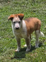 Skully, a male Shetland Sheepdog and Australian Cattle Dog for sale in Louisville, OH – 1 of 3