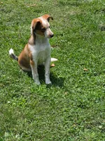 Taco, a male Shetland Sheepdog and Australian Cattle Dog for sale in Louisville, OH – 2 of 2