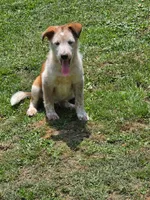 Skully, a male Shetland Sheepdog and Australian Cattle Dog for sale in Louisville, OH – 2 of 3