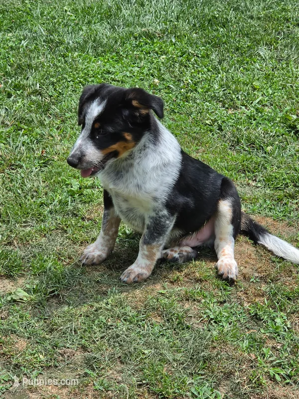 Hoss – Shetland Sheepdog, Australian Cattle Dog puppy for sale in Louisville, OH