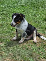 Hoss, a male Shetland Sheepdog and Australian Cattle Dog for sale in Louisville, OH – 1 of 5