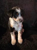 Hoss, a male Shetland Sheepdog and Australian Cattle Dog for sale in Louisville, OH – 5 of 5