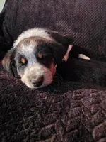 Hoss, a male Shetland Sheepdog and Australian Cattle Dog for sale in Louisville, OH – 4 of 5