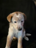 Skully, a male Shetland Sheepdog and Australian Cattle Dog for sale in Louisville, OH – 3 of 3