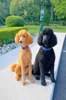 Baron, a male Poodle - Standard  for sale in Cream Ridge, NJ – Photo 4 of 4