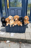 Baron, a male Poodle - Standard  for sale in Cream Ridge, NJ – Photo 2 of 4