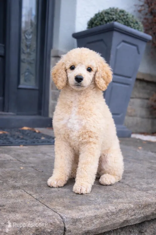 Baron – Poodle - Standard  puppy for sale in Cream Ridge, NJ