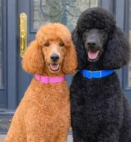 Baron, a male Poodle - Standard  for sale in Cream Ridge, NJ – Photo 3 of 4