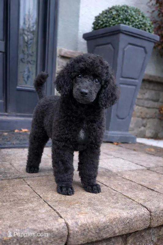 Marquis – Poodle - Standard  puppy for sale in Cream Ridge, NJ