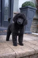 Marquis, a male Poodle - Standard  for sale in Cream Ridge, NJ – Photo 1 of 4