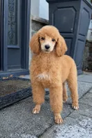 Lady , a female Poodle - Standard  for sale in Cream Ridge, NJ – Photo 1 of 4