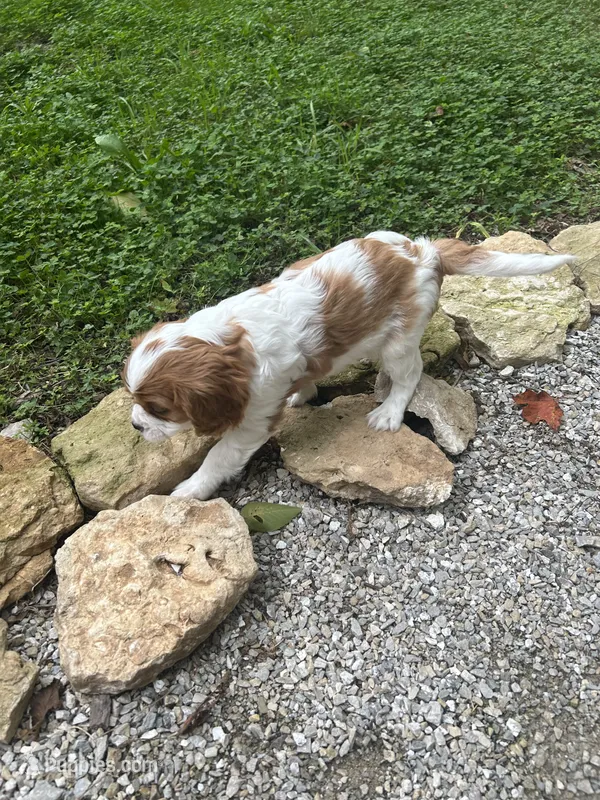 Luna – Cavalier King Charles Spaniel puppy for sale in Savage, MN