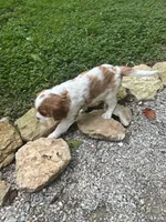 Luna, a female Cavalier King Charles Spaniel for sale in Savage, MN – 1 of 4