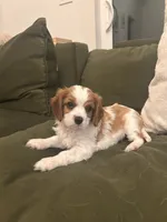 Milo, a male Cavalier King Charles Spaniel for sale in Savage, MN – 3 of 5