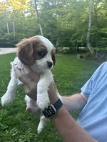 Milo, a male Cavalier King Charles Spaniel for sale in Savage, MN – 4 of 5