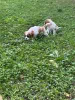 Luna, a female Cavalier King Charles Spaniel for sale in Savage, MN – 3 of 4