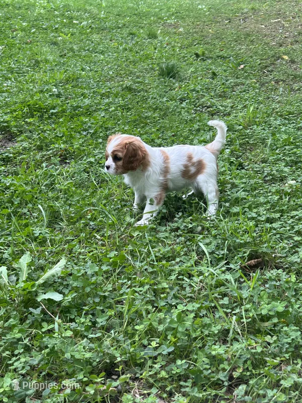 Lucy – Cavalier King Charles Spaniel puppy for sale in Savage, MN
