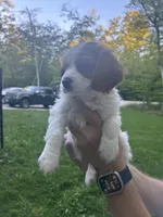 Milo, a male Cavalier King Charles Spaniel for sale in Savage, MN – 5 of 5