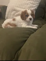 Milo, a male Cavalier King Charles Spaniel for sale in Savage, MN – 2 of 5