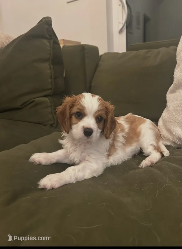 Milo – Cavalier King Charles Spaniel puppy on hold in Savage, MN