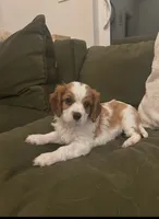 Milo, a male Cavalier King Charles Spaniel for sale in Savage, MN – 1 of 5
