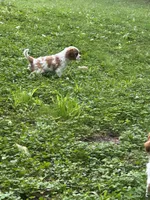 Luna, a female Cavalier King Charles Spaniel for sale in Savage, MN – 2 of 4