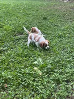 Luna, a female Cavalier King Charles Spaniel for sale in Savage, MN – 4 of 4