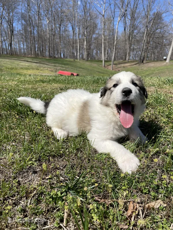 Cow Cow – Great Pyrenees, Newfoundland puppy for sale in Morgantown, IN