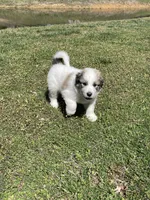 Cow Cow, a male Great Pyrenees and Newfoundland for sale in Morgantown, IN – Photo 3 of 3