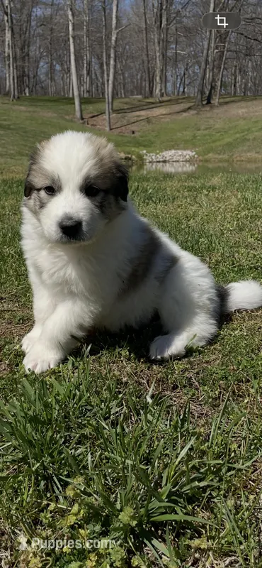 Cow Cow – Great Pyrenees, Newfoundland puppy for sale in Morgantown, IN