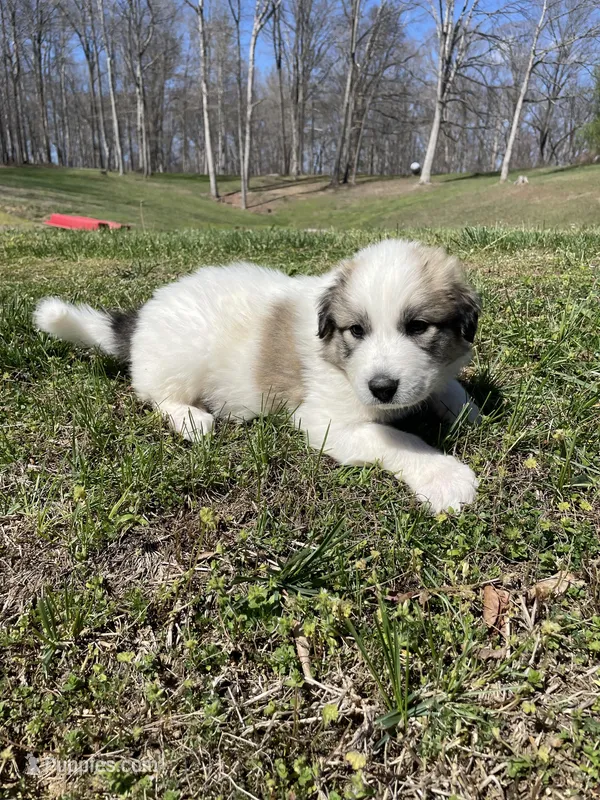 Cow Cow – Great Pyrenees, Newfoundland puppy for sale in Morgantown, IN
