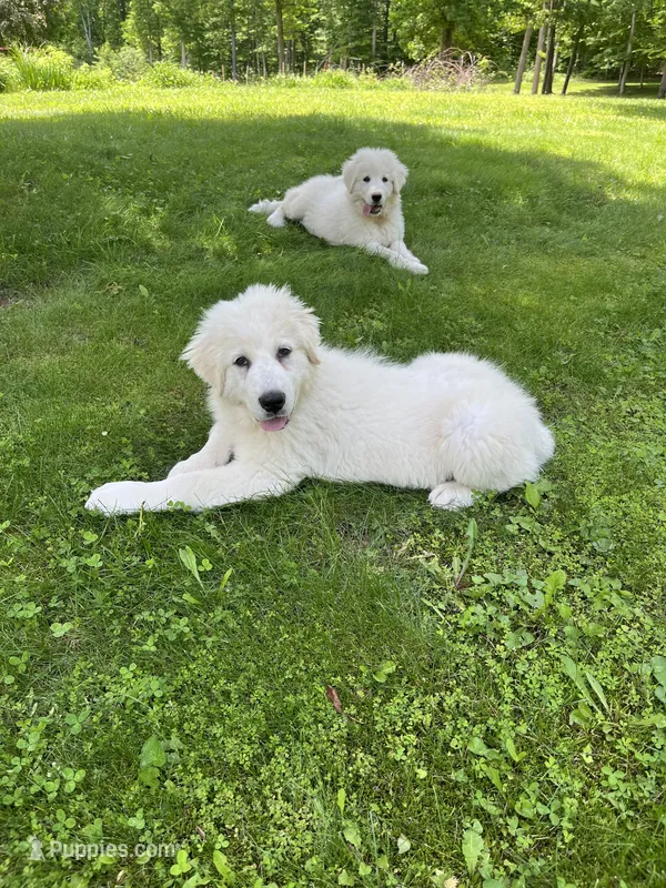 Boo Boo – Great Pyrenees, Newfoundland puppy for sale in Morgantown, IN