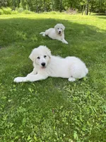 Boo Boo, a male Great Pyrenees and Newfoundland for sale in Morgantown, IN – 1 of 3