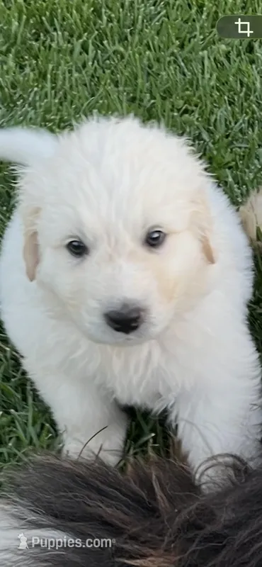 Boo Boo – Great Pyrenees, Newfoundland puppy for sale in Morgantown, IN