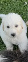 Boo Boo, a male Great Pyrenees and Newfoundland for sale in Morgantown, IN – Photo 1 of 2