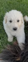 Boo Boo, a male Great Pyrenees and Newfoundland for sale in Morgantown, IN – Photo 2 of 2
