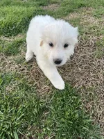 Tator Tot, a male Great Pyrenees and Newfoundland for sale in Morgantown, IN – Photo 2 of 3