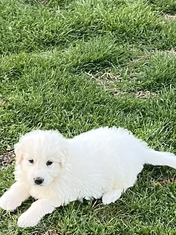 Tator Tot – Great Pyrenees, Newfoundland puppy for sale in Morgantown, IN